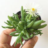 Plant - Unknown