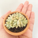 Assorted Succulent Plants (Small) with Pots - Soul Made Boutique