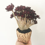 Collector's Succulent Plant Stoneware Pot