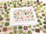 Succulent Print Amour