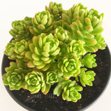 Plant - Sedum Sp