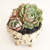 Collector's Succulent Plant Stoneware Pot
