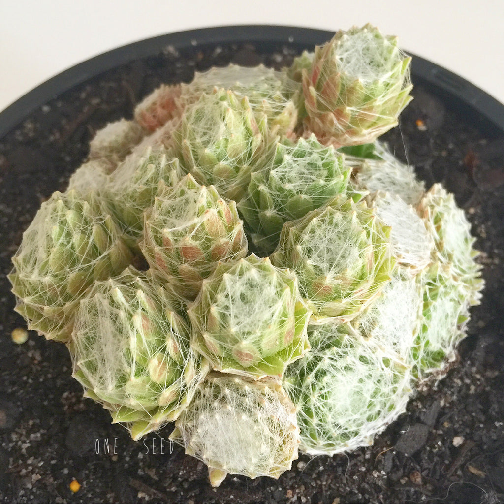 Plant - Sempervivum Arachnoideum Cebenses
