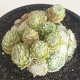 Plant - Sempervivum Arachnoideum Cebenses