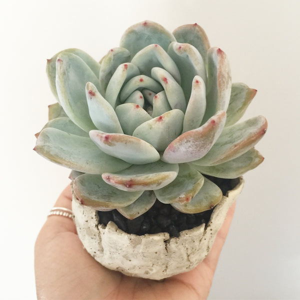 Collector's Succulent Plant Stoneware Pot