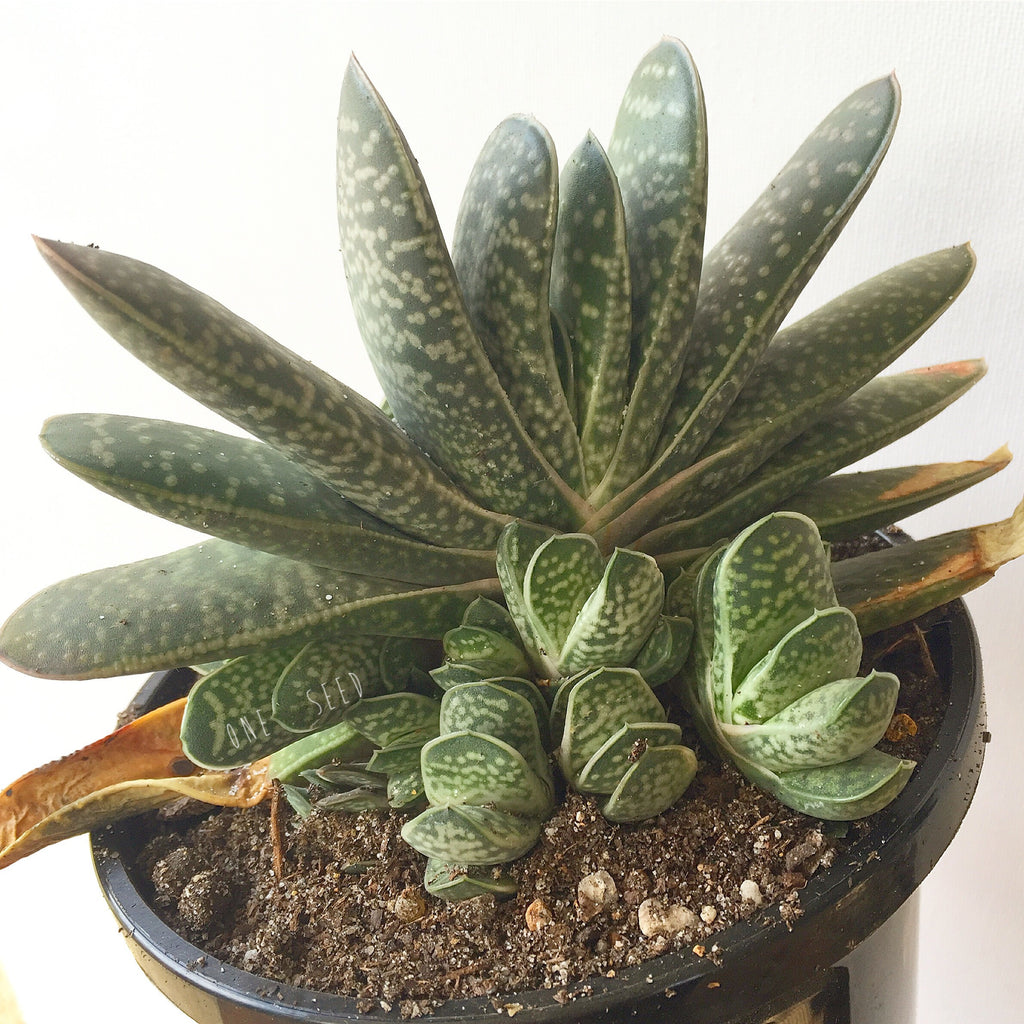 Plant - Gasteria Sp