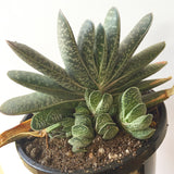 Plant - Gasteria Sp