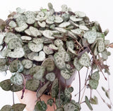 Plant - Ceropegia Woodii (Chain of Hearts)