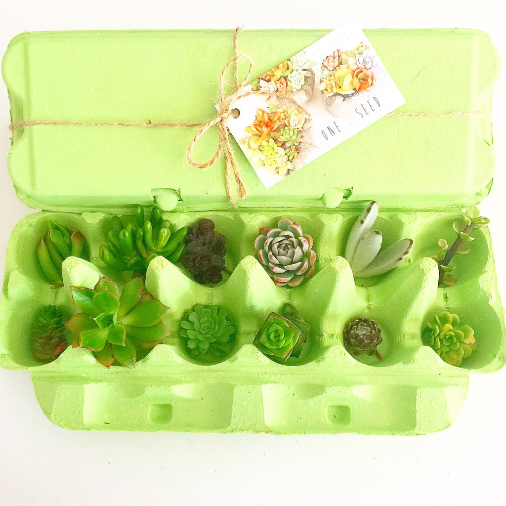 Little Green Box (August)