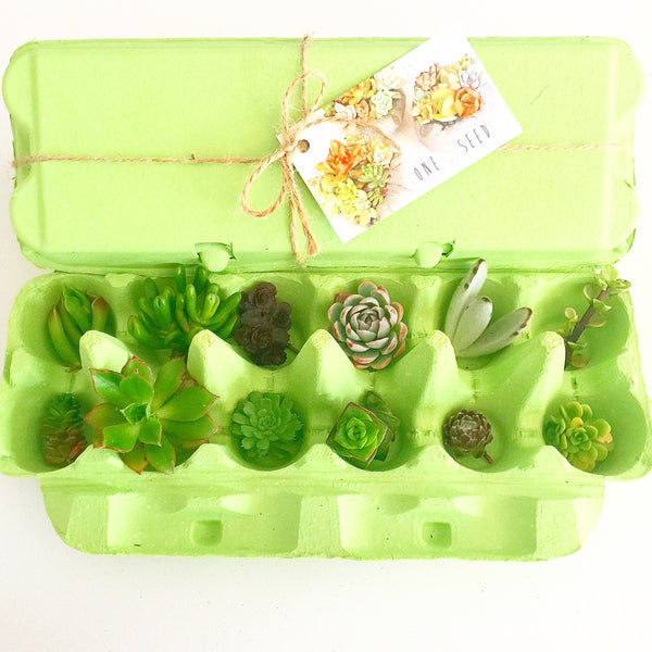 Little Green Box (August)