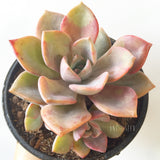 Plant - Pachyveria Gypsy