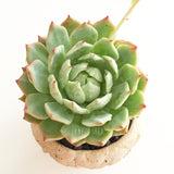Collector's Succulent Plant Stoneware Pot