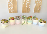 Assorted Succulent Garden Pastel Pot