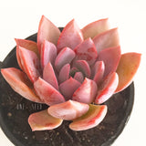 Plant - Graptoveria Debbie