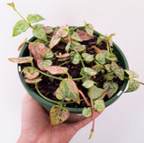 Plant - Ceropegia Woodii (Chain of Arrows)
