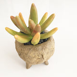 Collector's Succulent Plant Stoneware Pot - Soul Made Boutique