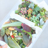 Assorted Mini Succulicious Starter Pack - Soul Made Boutique