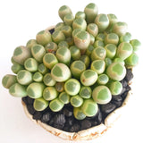Plant - Fernestraria Rhopalophyll (Baby Toes)
