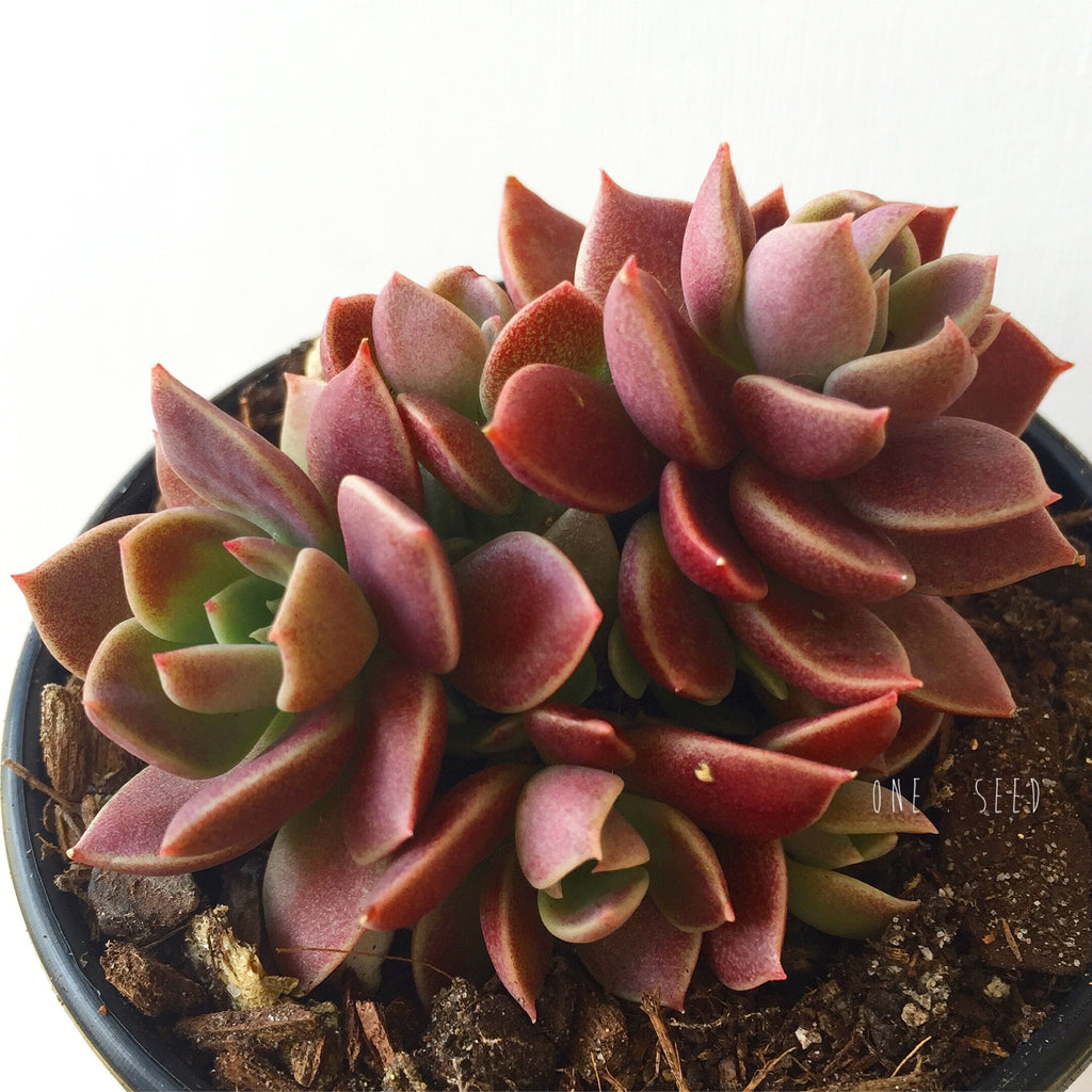 Plant - Crassula Sinocrassula Indica