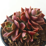 Plant - Crassula Sinocrassula Indica