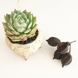Collector's Succulent Plant Stoneware Pot