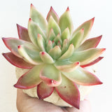 Collector's Succulent Plant Stoneware Pot - Soul Made Boutique