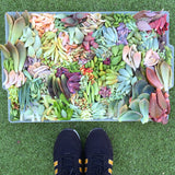 Assorted Succulent Leaves (Unique) - Soul Made Boutique