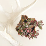 Collector's Succulent Plant Stoneware Pot