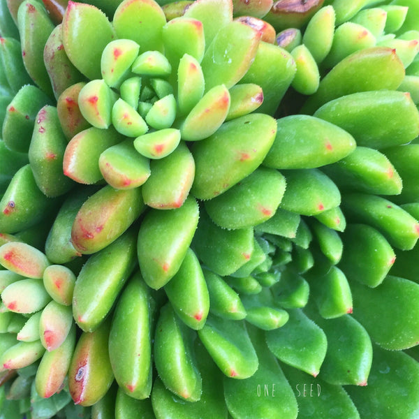 Plant - Echeveria Emerald Ripple