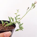 Plant - Senecio Peregrinus (Dolphin Necklace)
