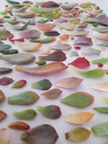 Assorted Succulent Leaves (Unique)