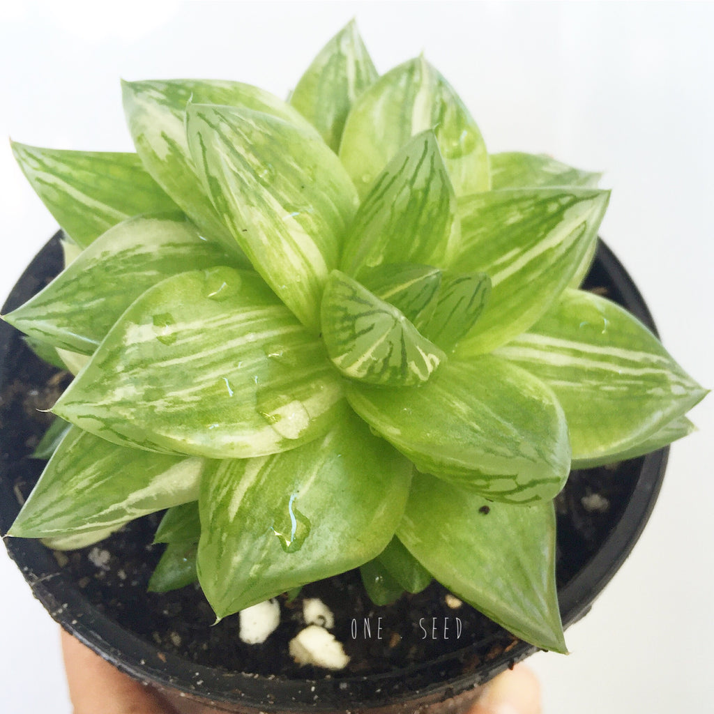 Plant - Echeveria Cymbiformis Variegata
