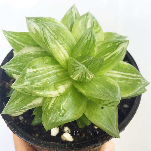 Plant - Echeveria Cymbiformis Variegata
