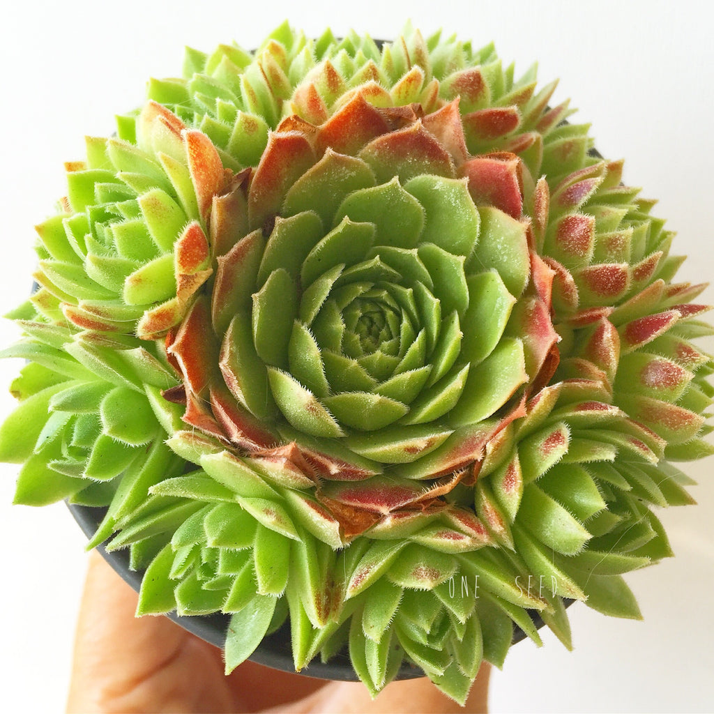 Plant - Sempervivum Jovibarba Globifera