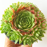 Plant - Sempervivum Jovibarba Globifera