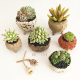 Collector's Succulent Plant Stoneware Pot - Soul Made Boutique