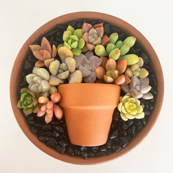 Assorted Succulent Cuttings (Miniatures) Terracotta Kit