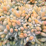 Plant - Cremneria Expatriata Cristata