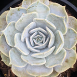 Plant - Echeveria Lilacina