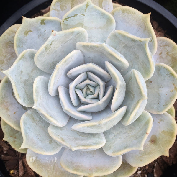 Plant - Echeveria Lilacina