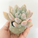 Collector's Succulent Plant Stoneware Pot