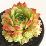 Plant - Sempervivum Jovibarba Globifera