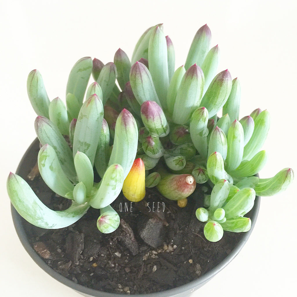 Plant - Senecio Mandraliscae (Dwarf)