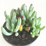 Plant - Senecio Mandraliscae (Dwarf)