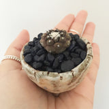 Collector's Succulent Plant Stoneware Pot