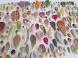 Assorted Succulent Leaves (Unique)