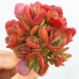 Plant - Unknown