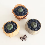Collector's Succulent Plant Concrete Pot - Soul Made Boutique
