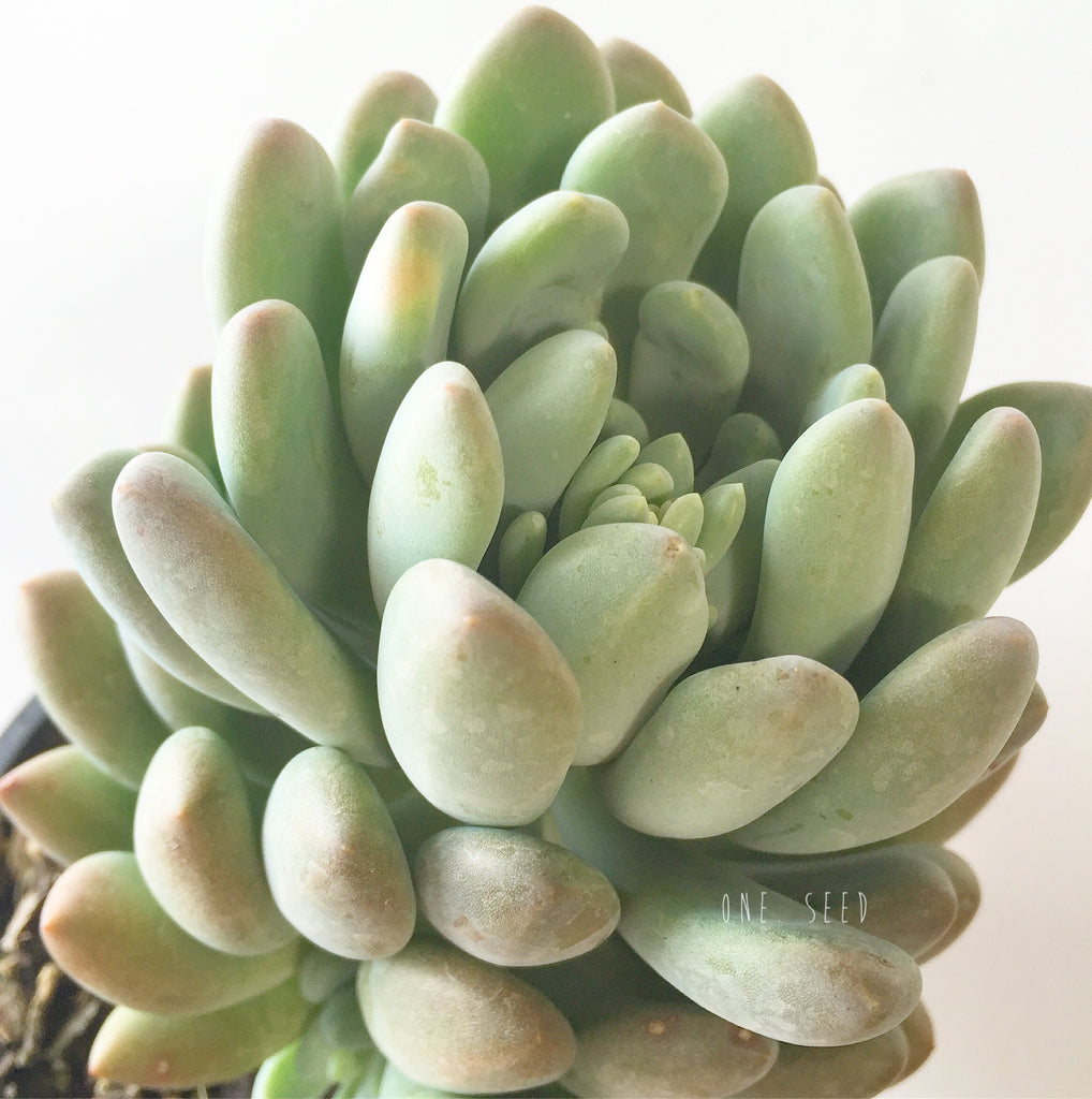 Plant - Pachyphytum Clavifolia