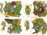 Assorted Succulicious Starter Pack - Soul Made Boutique
